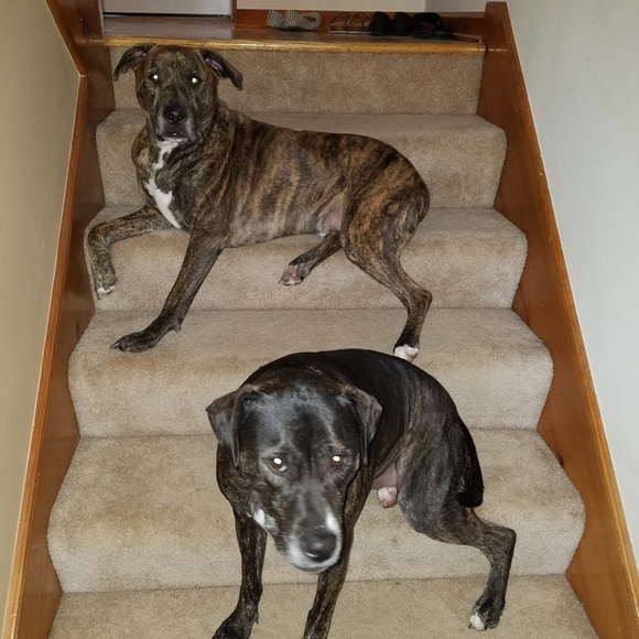 Meet your Posher, Vanna - Picture 1 of 1